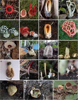 An Overview of 24 Years of Molecular Phylogenetic Studies in Phallales (Basidiomycota) With Notes on Systematics, Geographic Distribution, Lifestyle, and Edibility